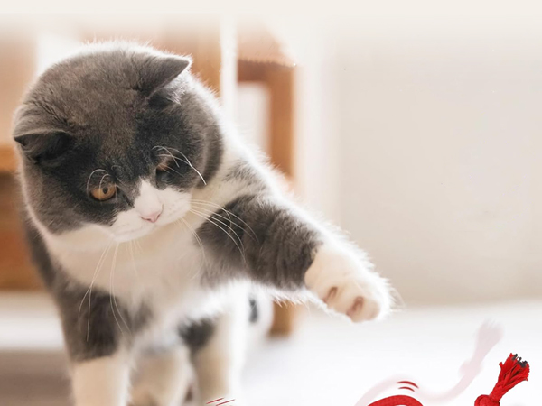 interactive cat toy ball