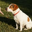 dog clicker for training