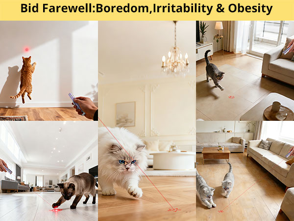 interactive cat toy