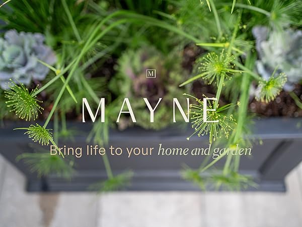 Mayne Intro Banner