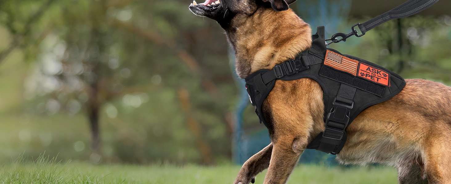 dog harness