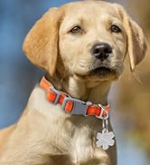 Dog Tags Personalized for Pets,Dog Name Tags,No Subscription Fees,Modifiable Pet Online P...