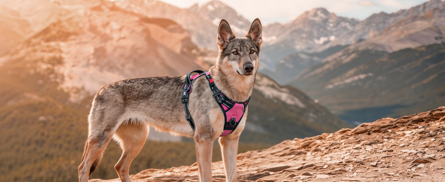 harness