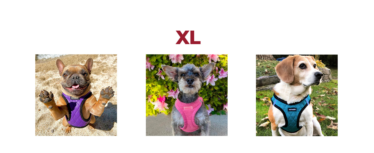 dog halters for large dogs