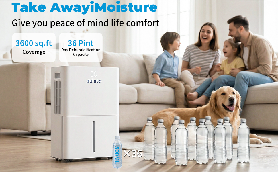 dehumidifier for basement