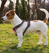 Taglory Reflective Mesh Dog Harness, Soft Breathable Padded No-Choke No Pull Pet Vest with Easy C...