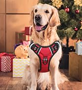 dog harness