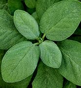 Burpee Broad Leaf Sage Seeds - Aromatic Culinary Herb