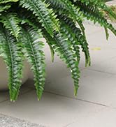 artificial ferns