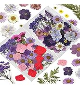 CONVELIFE Pressed Flowers 65 Pcs of 20 Types, Real Dried Flowers for Resin Plant Herbarium, Dried...