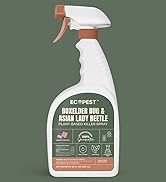 carpet beetle bug asian lady beetle killer indoor safe pets