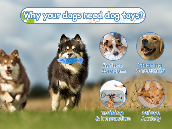 nylabones for dogs