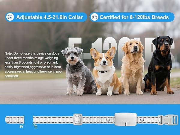 dog shock collar