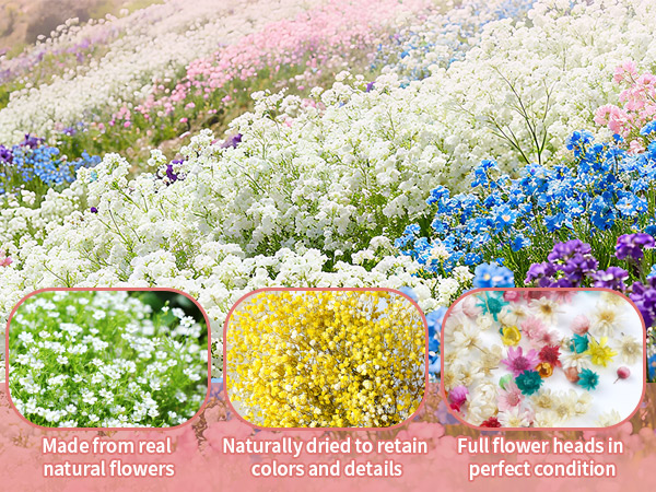 Mini Dried Flowers for Resin