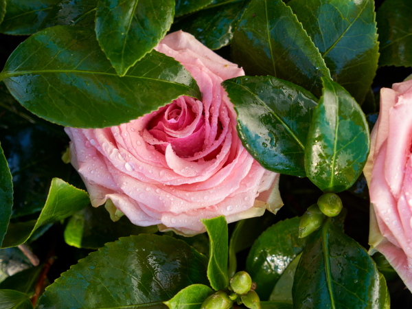 Made with rose hips; helps condition hair for a soft, smooth end look and enhance shine