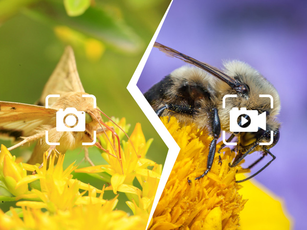 1080P USB Microscope Camera