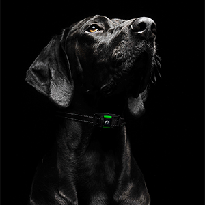 sport dog 2022 edition dog care