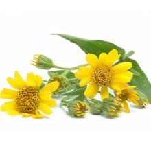 Arnica massage oil