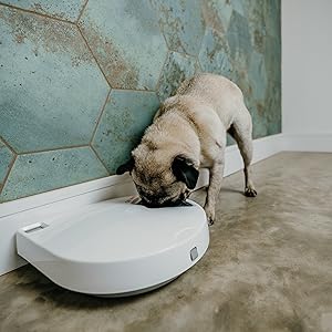 Dog eating from C500 Feeder