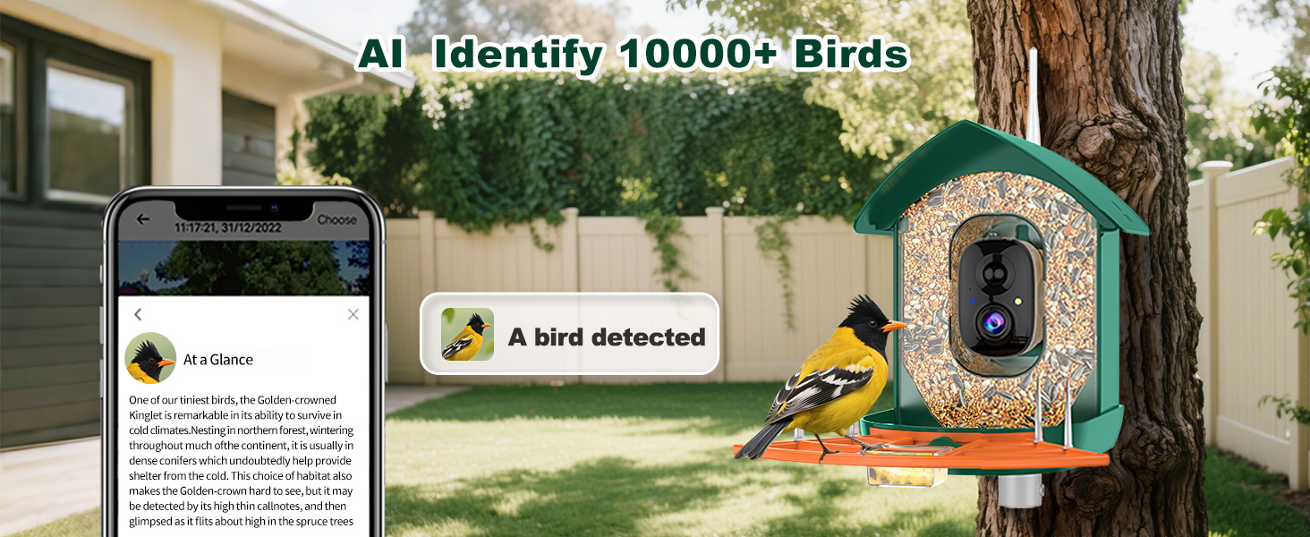 bird feeder with camera orange