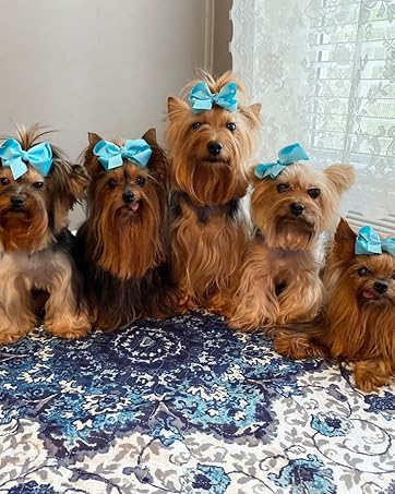 Group of 5 yorkie dogs sitting on a Pupiboo pee pad that is protecting the floor