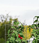 Square Foldable Tomato Cages