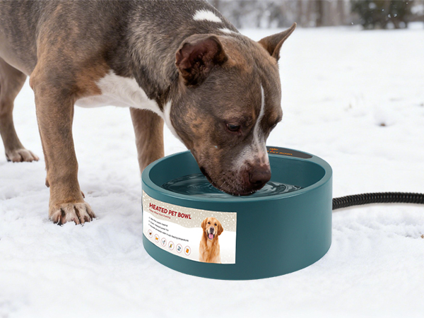 dog bowl