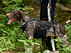 Dog support harness in use. Spotted dog wearing black harness with handle, walking in lush green forest environment.