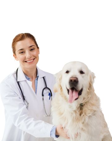 veterinary professionals