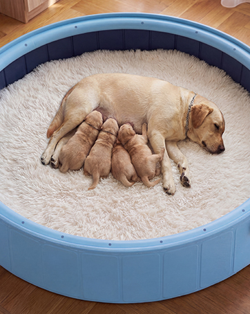 Foldable Dog Pool