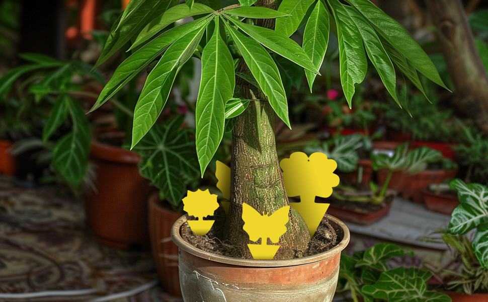 Beautify Plants and Pots