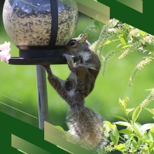 Squirrel In Bird Feeder