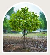 Kingsyard Heavy Duty Tree Stake Kit, 3 Pcs 12 Inch Steel Tree Stakes and Supports for Young Trees...