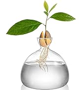 Hiceeden Avocado Seed Starter Vase Planter, Avocado Tree Growing Kit Pot, Avocado Vase Grow Glass...