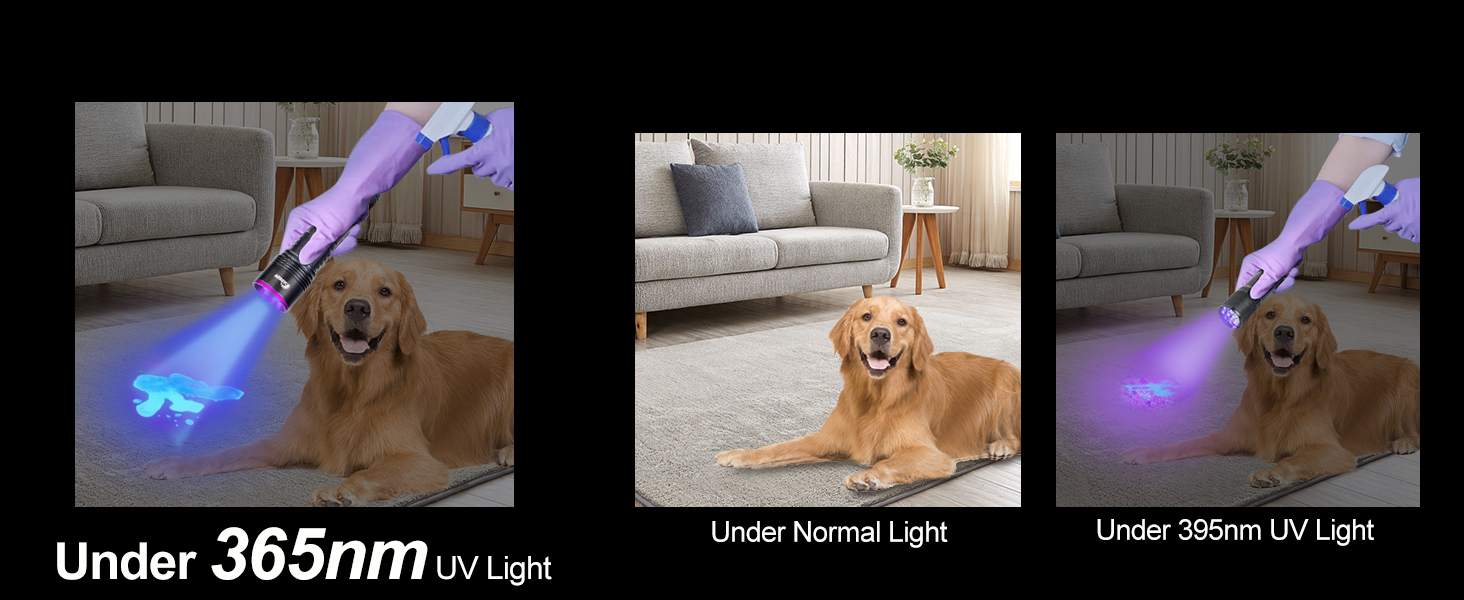 Black light for pet urine detection