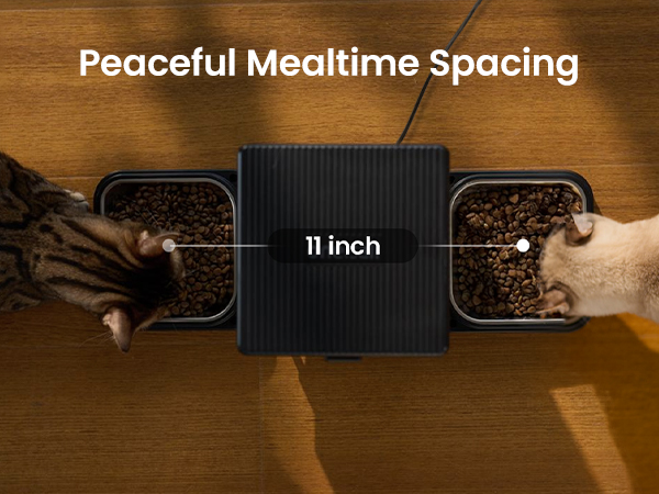 automatic cat feeder