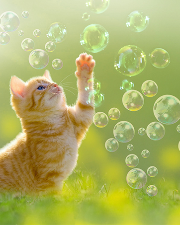 bubbles for pets