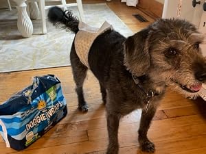 grey dog wearing bodhi dog wraps standing next to package of bodhi dog wraps