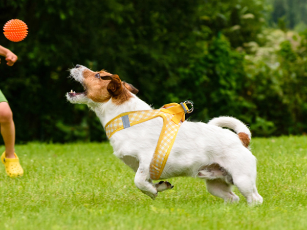 AIITLE Step-in Dog Vest Harness and Leash Set - Summer Mesh Plaid Vest Harness