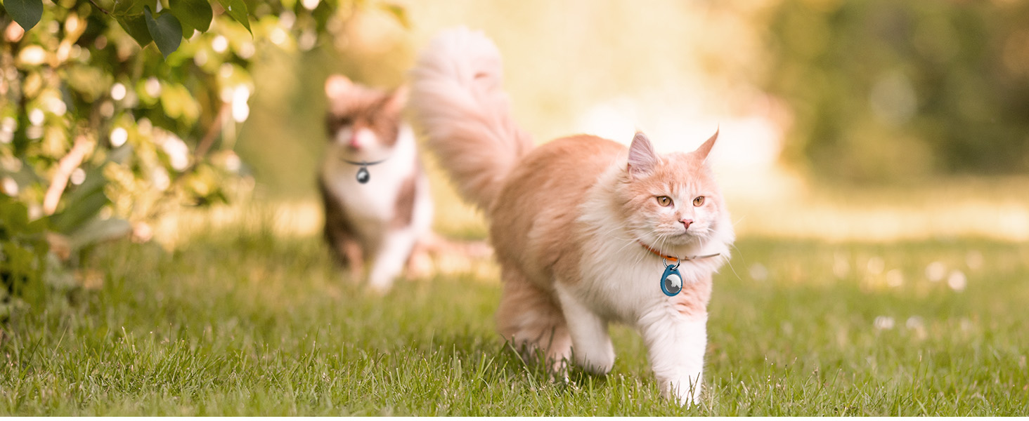 Two orange cats walking on grass in a sunny outdoor setting. The closer cat wears a blue collar.