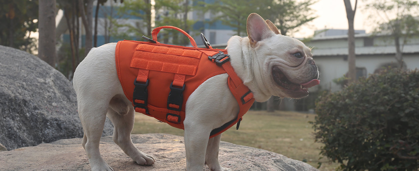 small dog harness