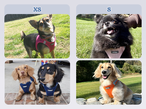 step in dog harness for small dogs XS S
