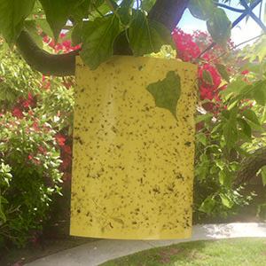 Gnat trap Yellow sticky trap