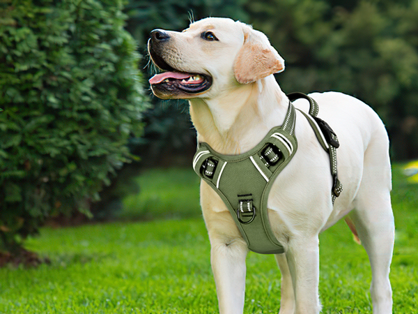 dog harness large size dog