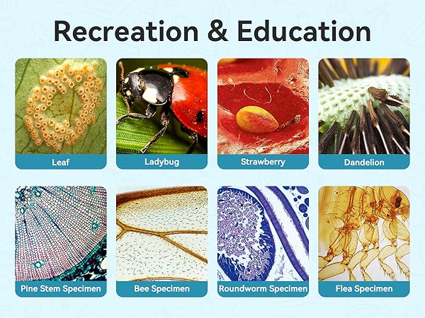 Recreation &amp;amp; Education