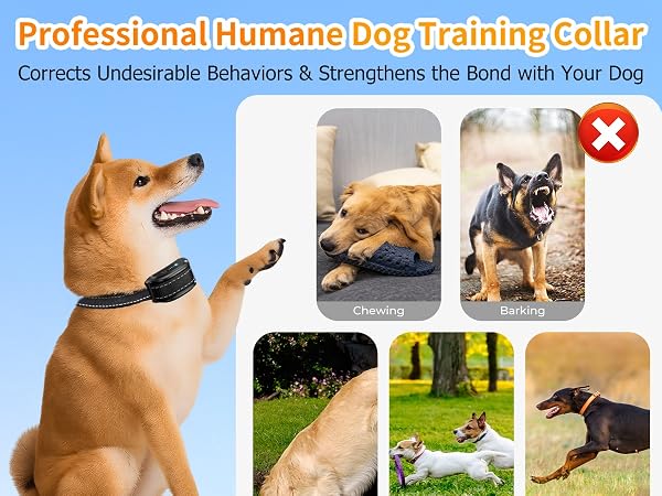 dog training collar with remote 10