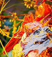 SUNVIE 12W Low Voltage LED Landscape Lights with Connectors, Outdoor 12V Super Warm White (900LM)...