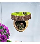 Jumping Spider Hideout, Magnetic Jumping Spider Hiding Habitat, Spider Climbing Platform, Handmad...