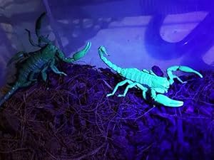 Scorpion Detection
