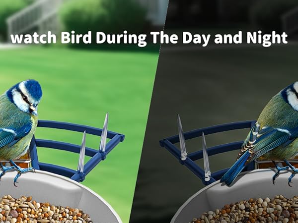 bird feeder camera